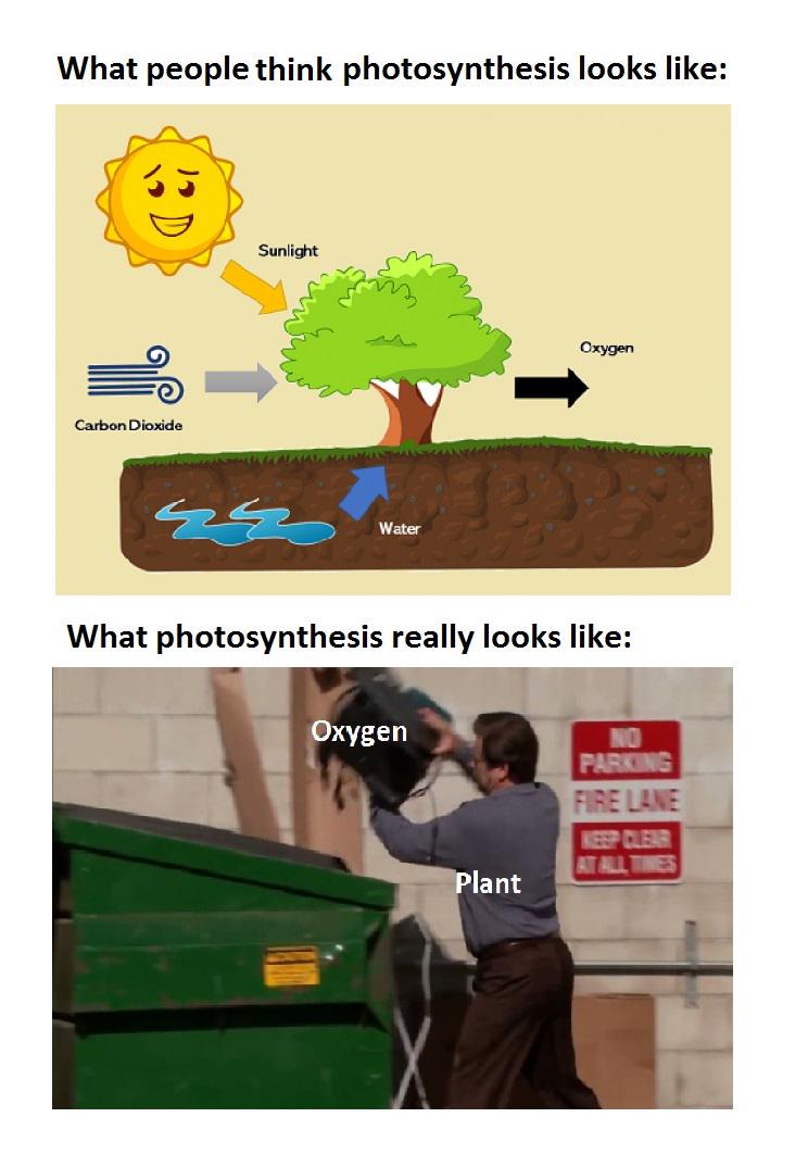 Photosynthesis