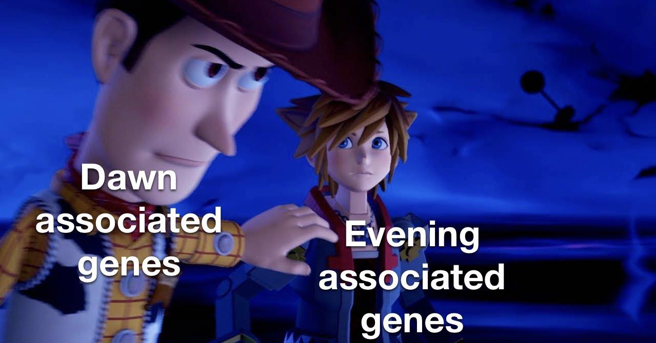 Endogenous Circadian Oscillator When It's Morning