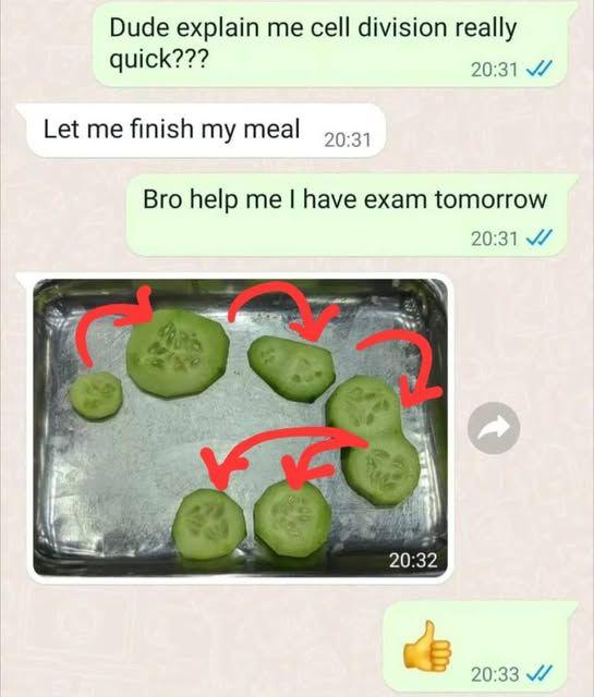 Dude Explain Me Cell Division Really Quick???