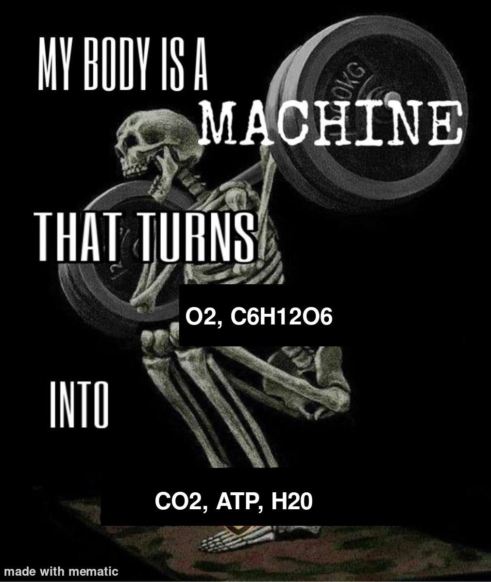 Cellular Respiration Fuck Yes