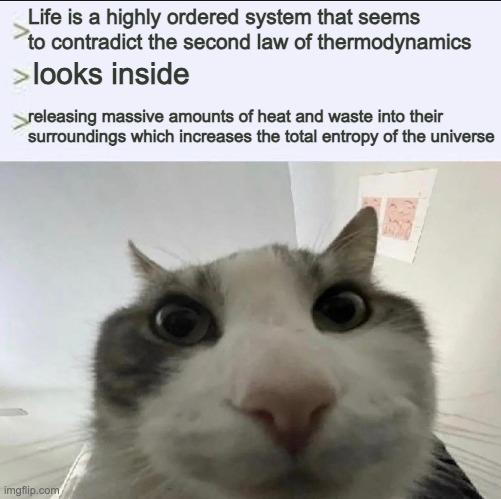 Entropy Meme