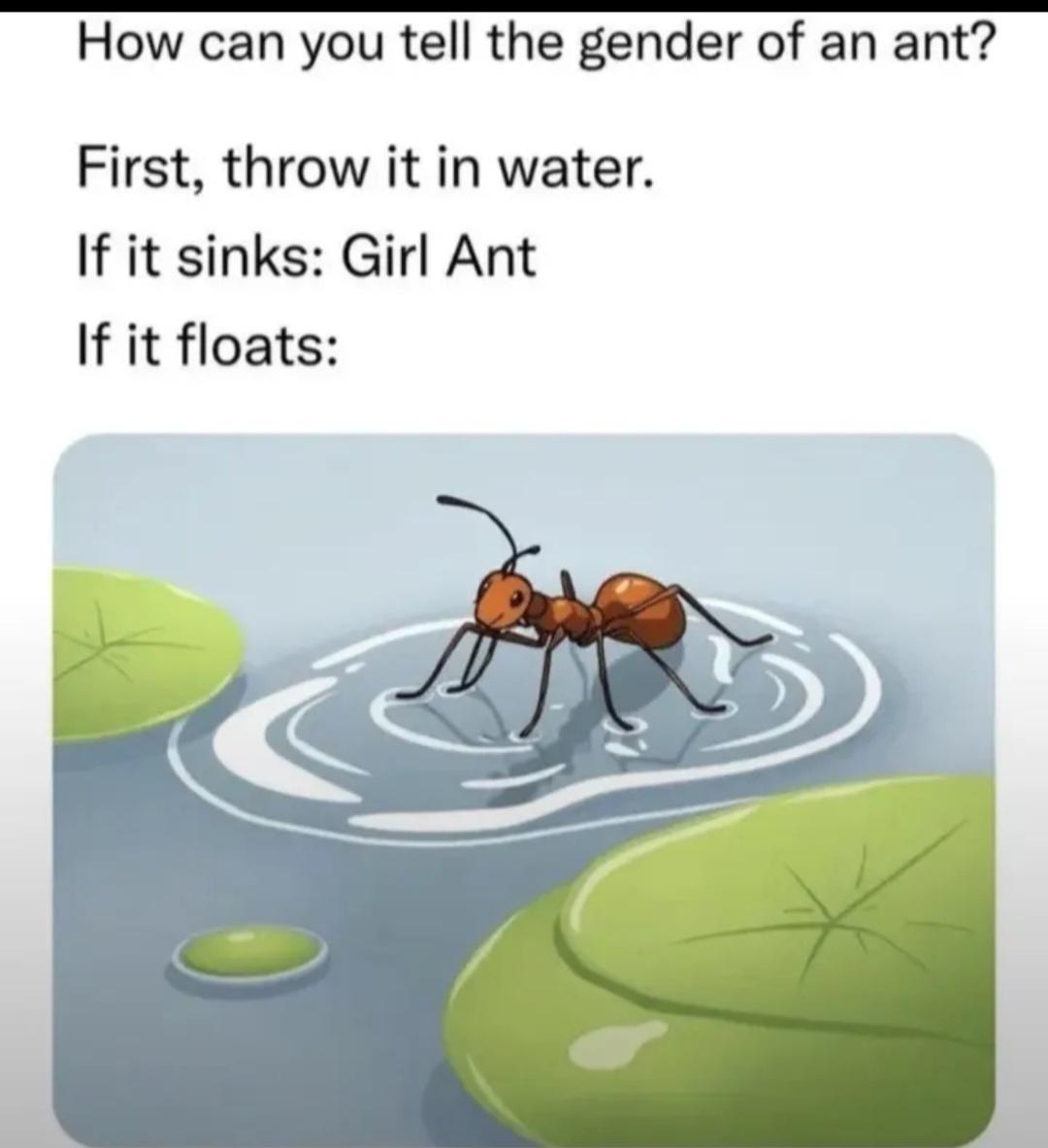 How Can You Tell The Gender Of An Ant?